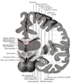 Coronal section of brain immediately in front of pons