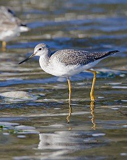 Greater Yellowlegs