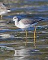 Greater Yellowlegs