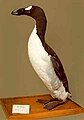 One of the last two great auks