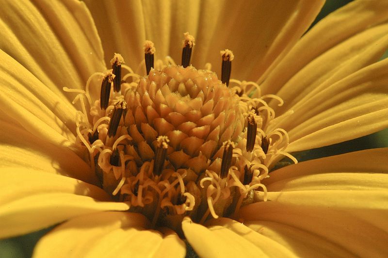 File:Heliopsis helianthoides (1).jpg