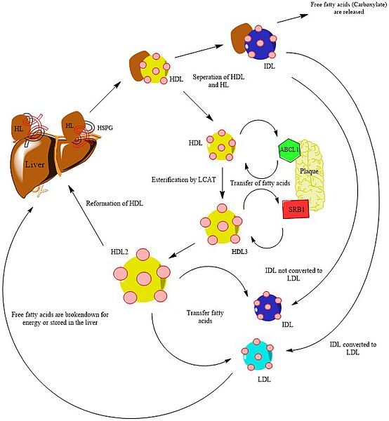 File:Hepatic lipase.jpg