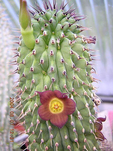 File:Hoodia officinalis1MABJ.jpg