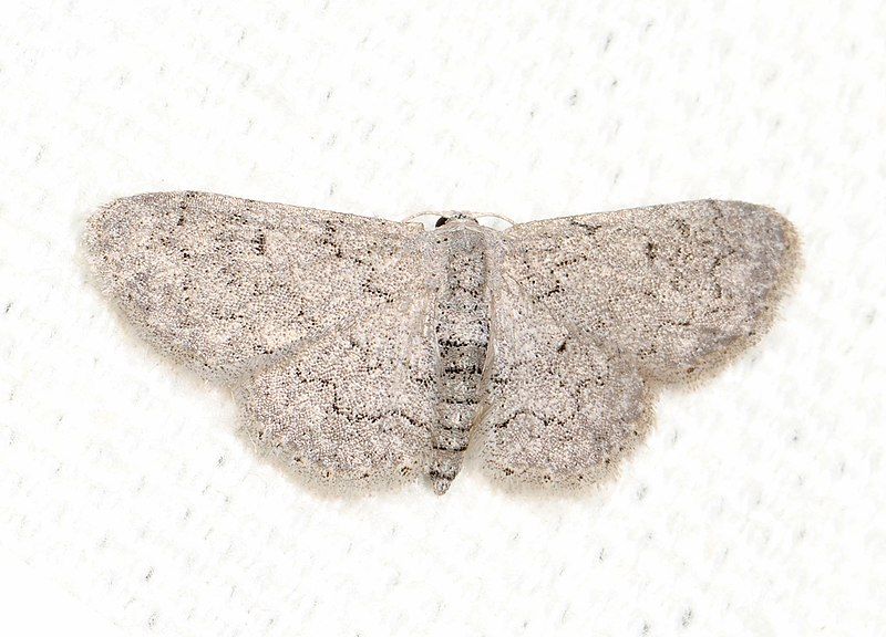 File:Idaea violacearia 28276109.jpg