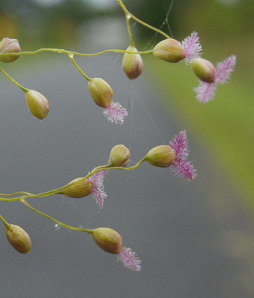 File:Isachne globosa.jpg