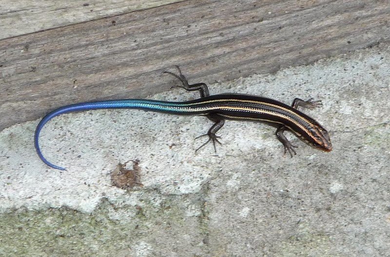 File:Japanese five-lined skink-3.jpg