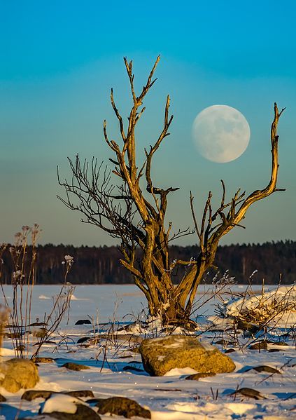 File:Kuutõus - Moonrise.jpg