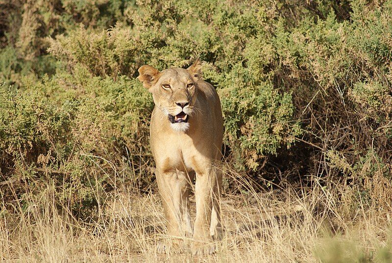 File:Lioness Samburu 2.jpg