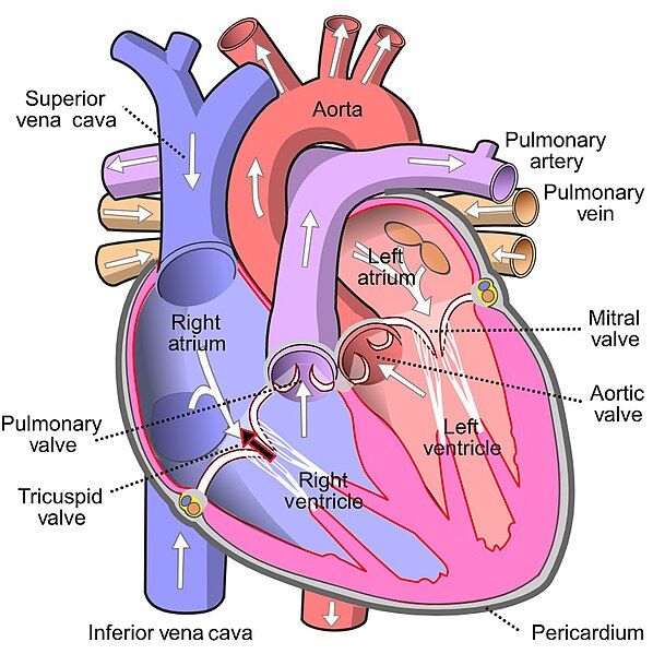 File:MitralInsufficiency.jpg