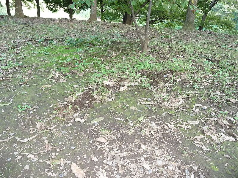 File:Molehill trail.JPG