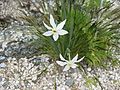 Narcissus poeticus