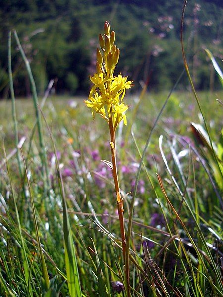 File:Narthecium ossifragum 01.jpg