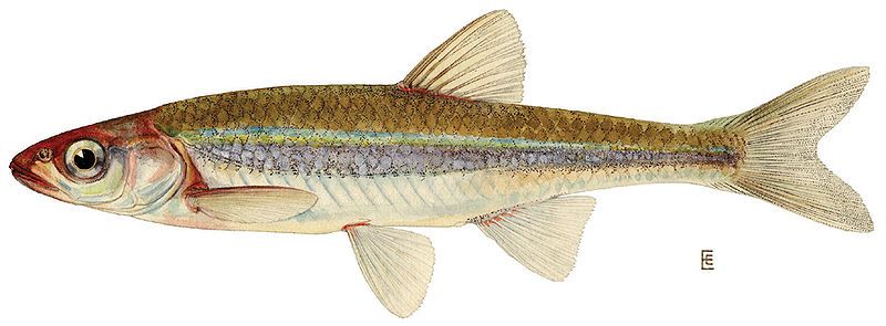 File:Notropis rubellus.jpg