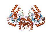 1f0y: L-3-HYDROXYACYL-COA DEHYDROGENASE COMPLEXED WITH ACETOACETYL-COA AND NAD+