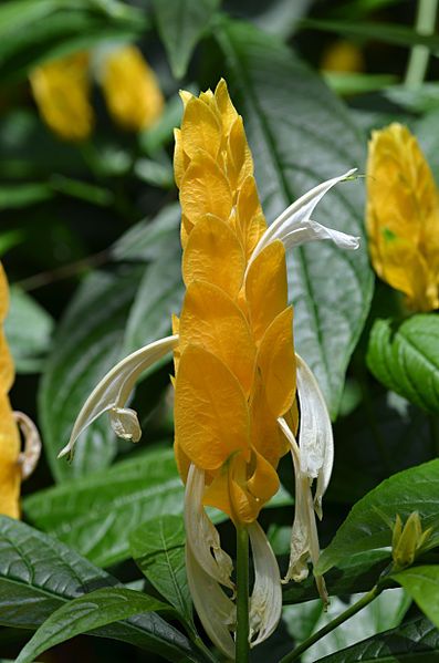 File:Pacystachys lutea Flower.JPG