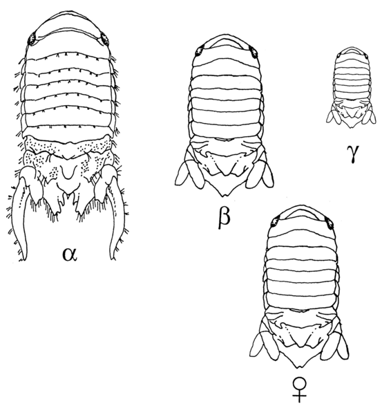 File:Paracerceis sculpta illustration.png