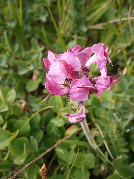 File:Pedicularis cenisia02.jpg