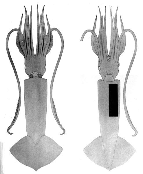 File:Pholidoteuthis massyae.jpg