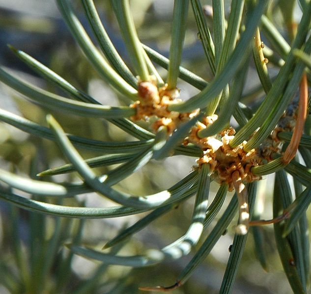 File:Pinus monophylla foliage-crop1.jpg