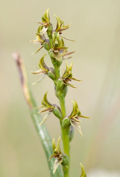 File:Prasophyllum tadgellianum.jpg