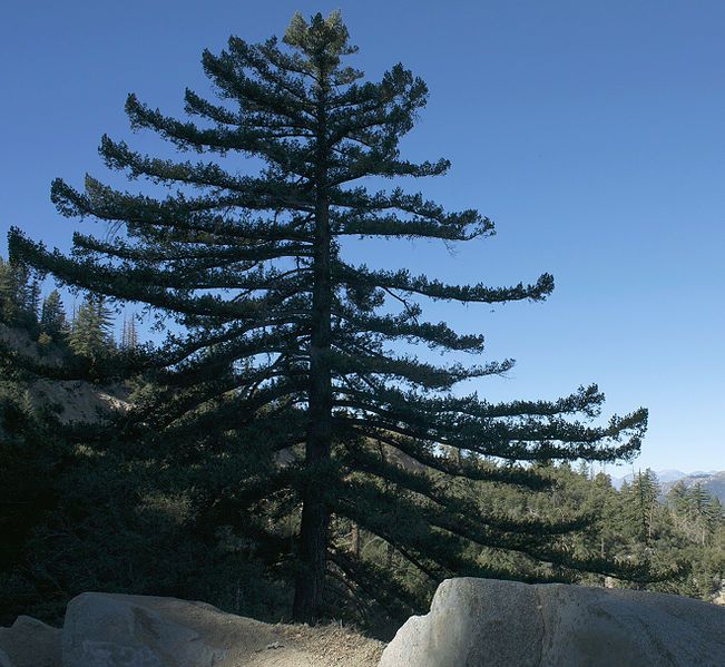 File:Pseudotsuga macrocarpa Hwy38.jpg