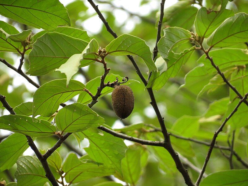 File:Pterospermum reticulatum .jpg