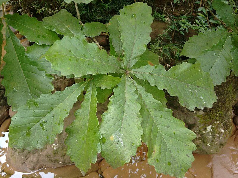 File:Quercus Fabrei.jpg