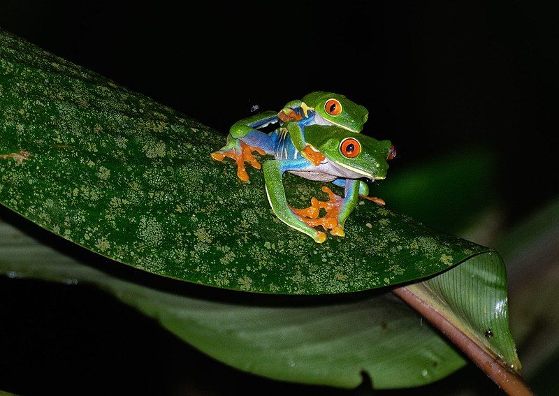 File:RedEyesFrogs Mating (pixinn.net).jpg