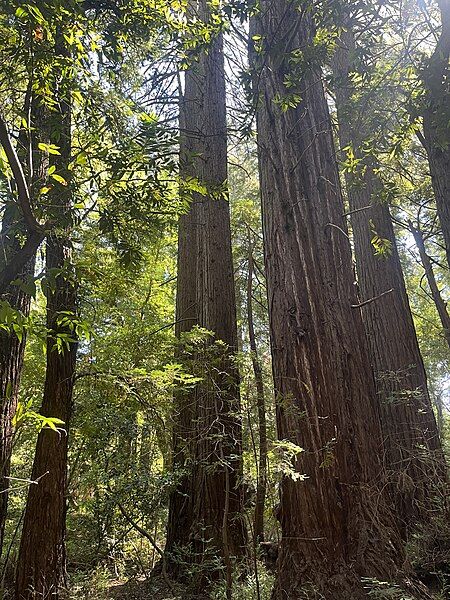 File:Redwood Trees.jpg