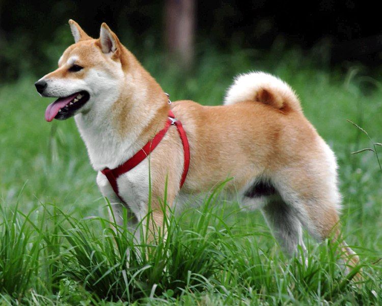 File:Shiba Inu.jpg