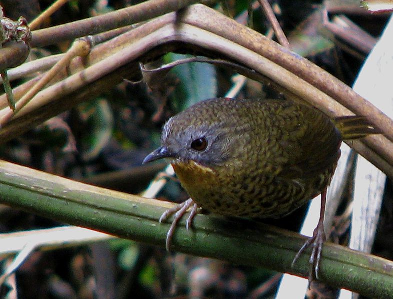 File:Spelaeornis caudatus.jpg