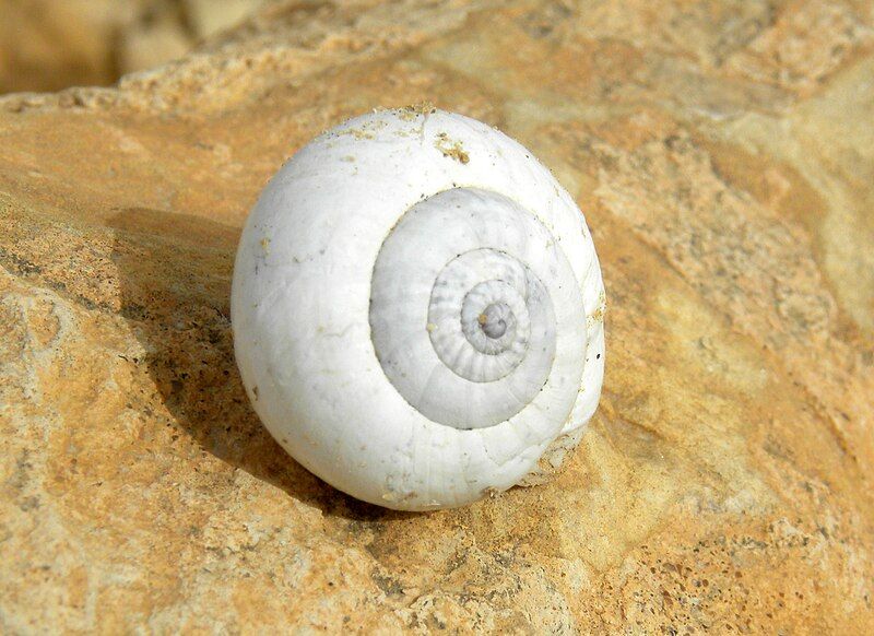 File:Sphincterochila boissieri Negev.jpg