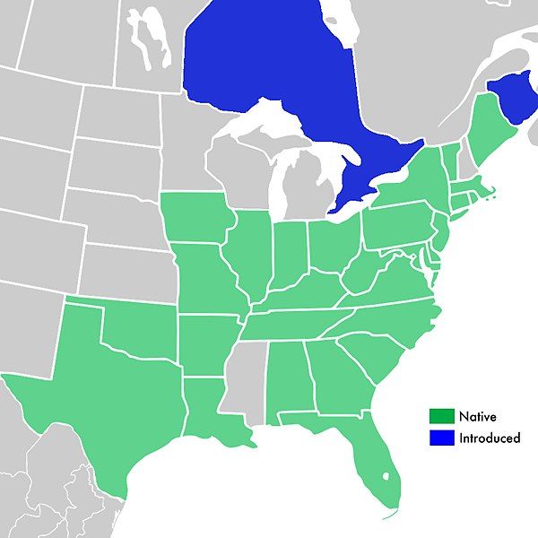 File:Symphyotrichum racemosum distribution.jpg