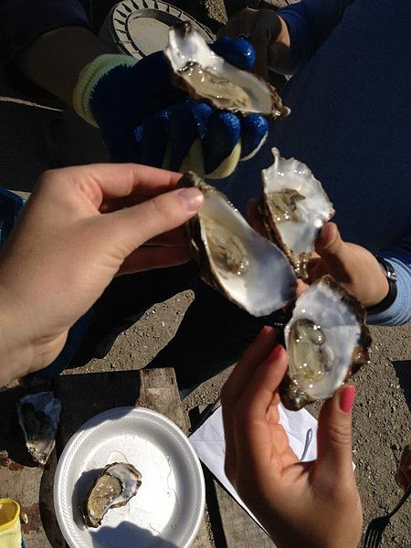 File:Tamales Bay Oysters.jpg