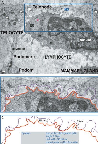 File:Telocytes-Fig 9.tif