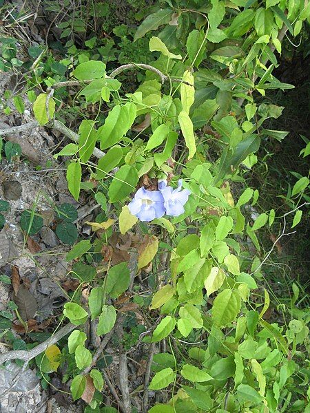 File:Thunbergia laurifolia1.JPG