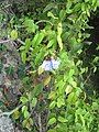 Thunbergia laurifolia