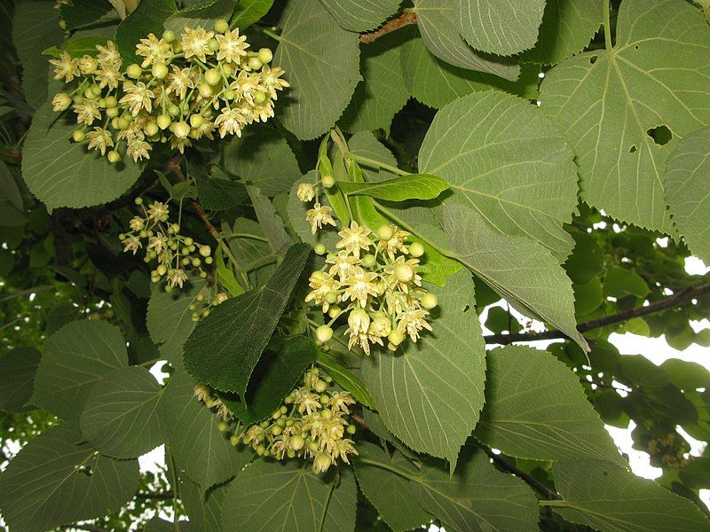 File:Tilia maximowicziana 1.JPG