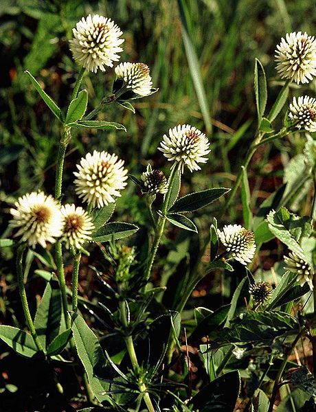 File:Trifolium montanum eF.jpg