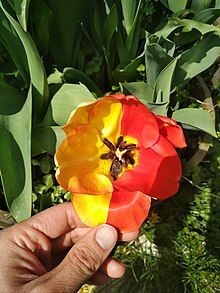 Tulip flower with one side red and one side yellow.