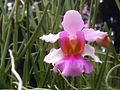 Vanda Miss Joaquim, the national flower of Singapore