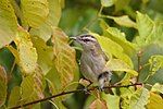 A small bird with a striped face hides amongst leaves.