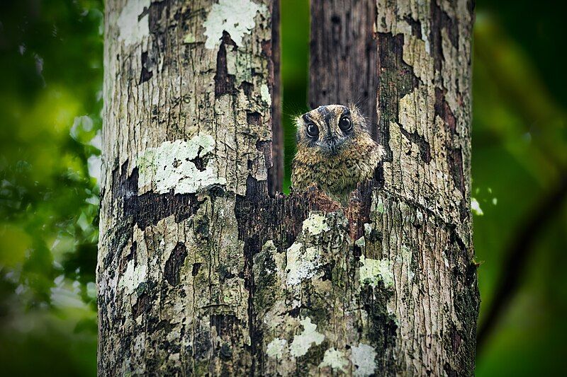 File:Vogelkop Owlet-nightjar 0A2A3234.jpg