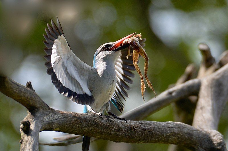 File:Woodlands.Kingfisher.southafrica.jpg