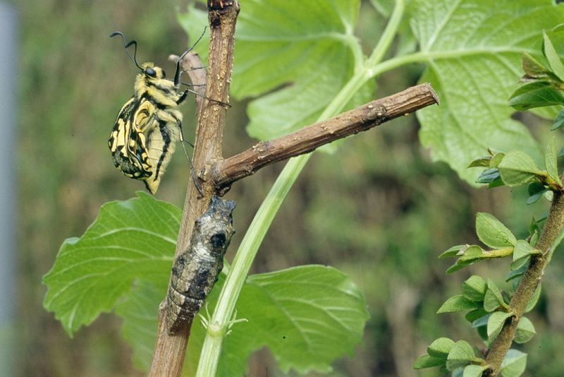 File:07 Emergence Machaon.jpg