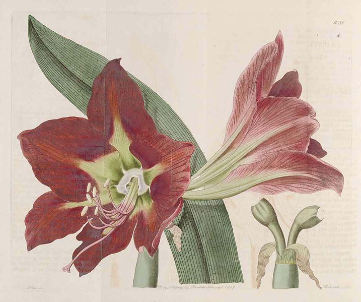 File:1038 Hippeastrum aulicum.jpg