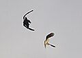 Sparrowhawk in duel with crow