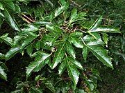 Leaves in summer; cultivated, England