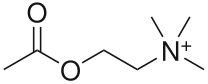 File:Acetylcholine.svg