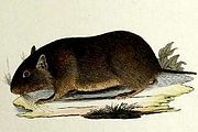 Illustration of a rock rat